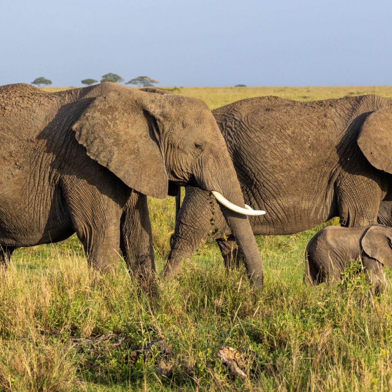 4 Days Tarangire, Serengeti and Ngorongoro Safari - Book Big Five Safari
