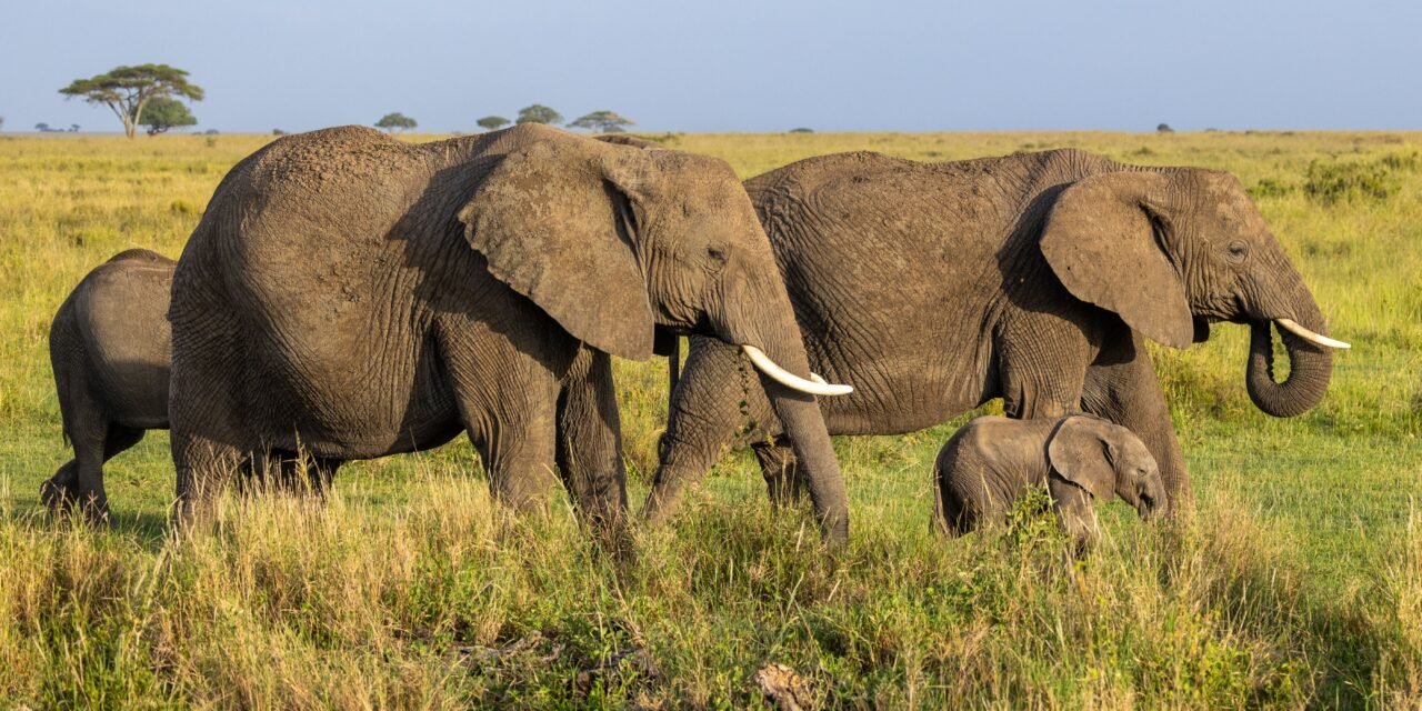 4 Days Tarangire, Serengeti and Ngorongoro Safari – Book Big Five Safari