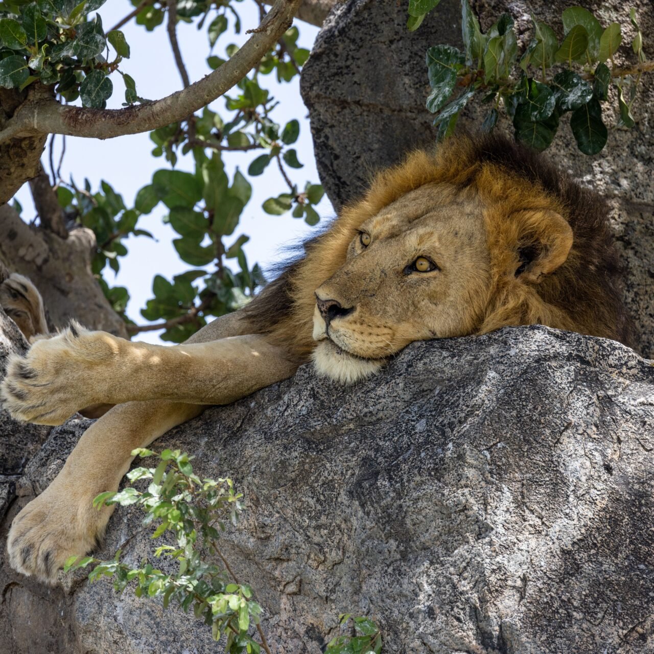 7 Days Serengeti Great Migration Safari - Book Tanzania's Most Iconic Wildlife Tour