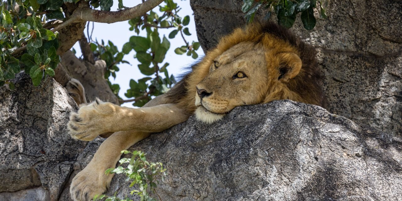7 Days Serengeti Great Migration Safari – Book Tanzania’s Most Iconic Wildlife Tour