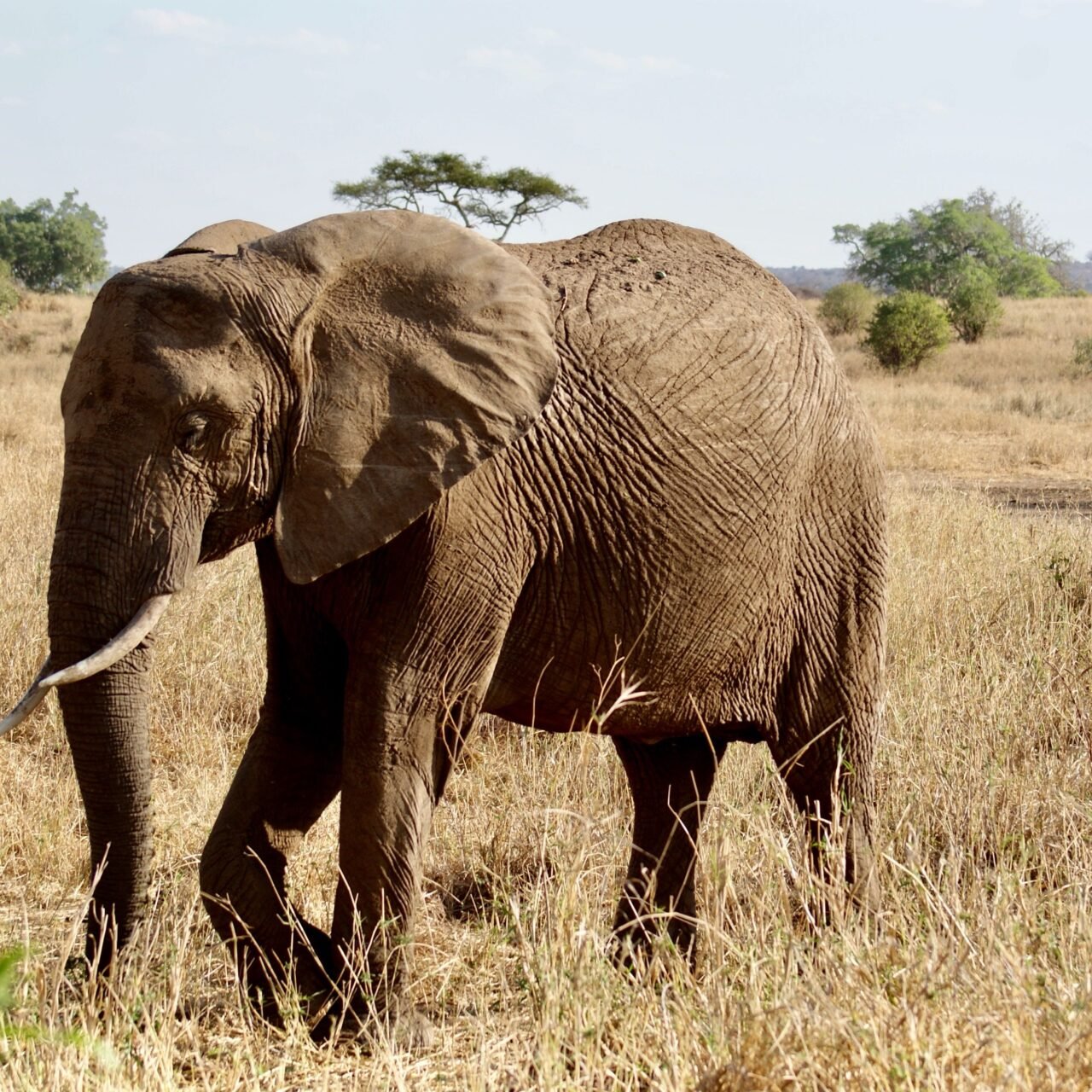 4 Days Ngorongoro and Serengeti Safari - Book Tanzania Iconic Wildlife Combo