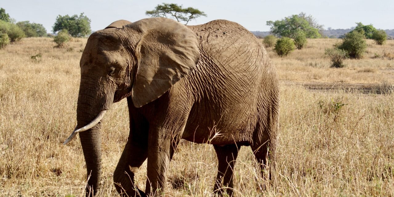 4 Days Ngorongoro and Serengeti Safari – Book Tanzania Iconic Wildlife Combo