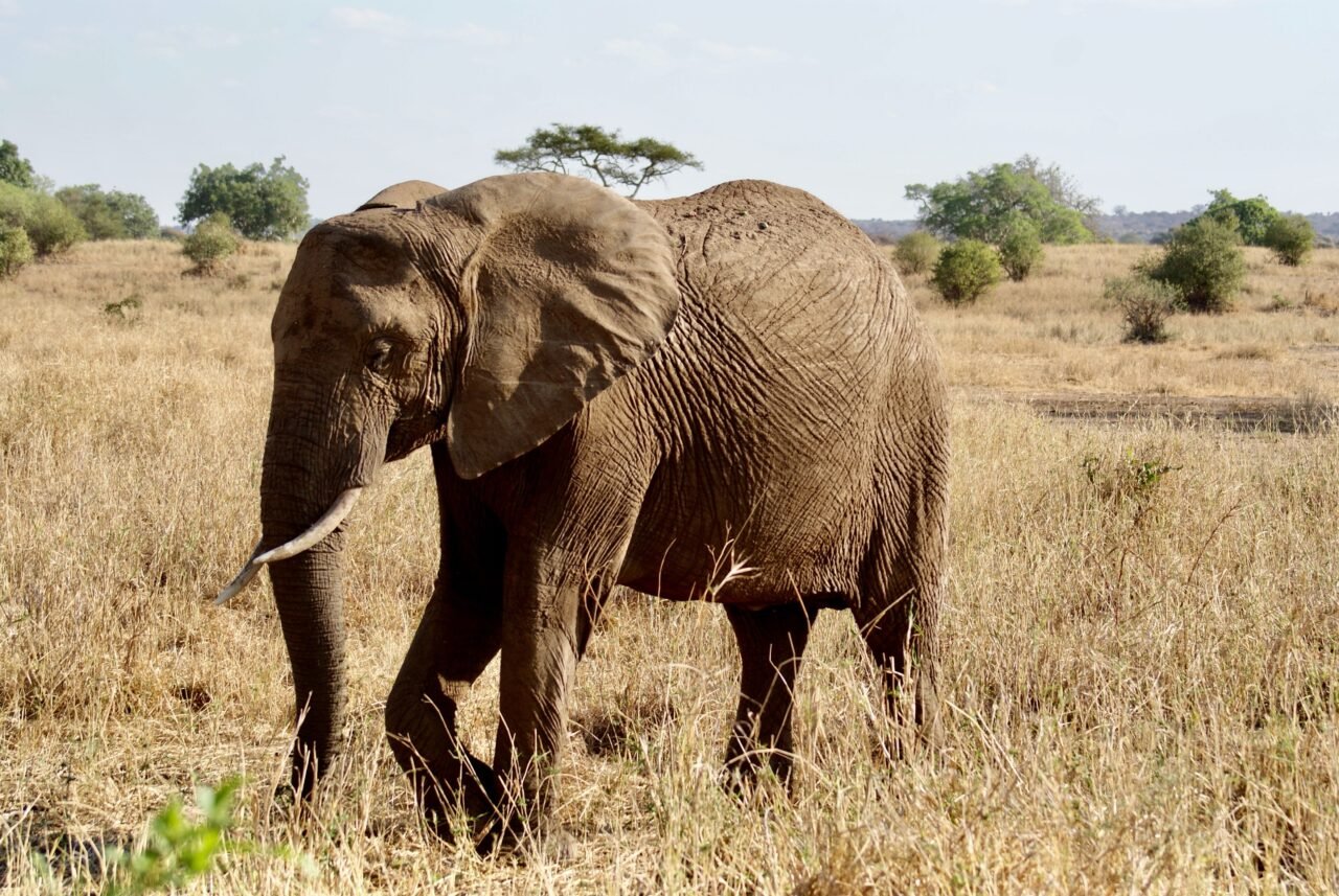 Saadani Honeymoon Safari From Zanzibar: Best Guide 2026-2027-2028