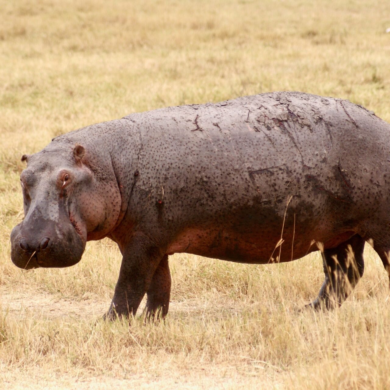 1 Day Ngorongoro Crater Safari from Arusha - Book Big Five Day Trip
