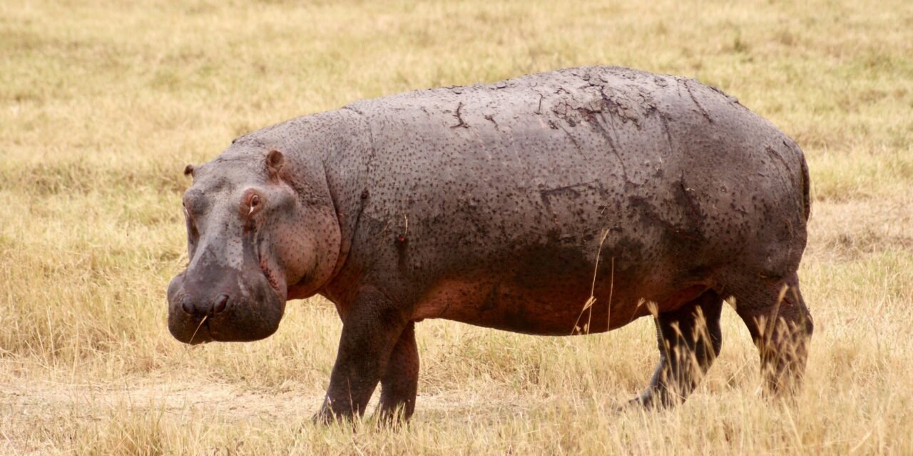 1 Day Ngorongoro Crater Safari from Arusha – Book Big Five Day Trip
