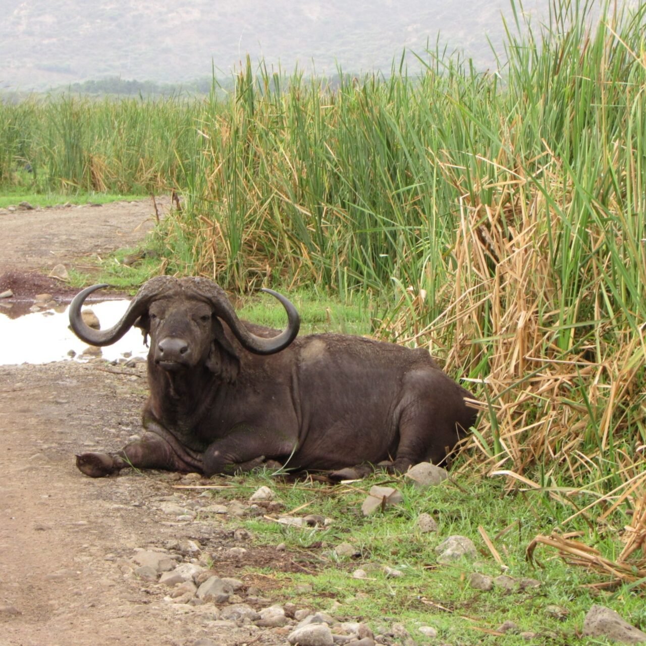 Affordable 4 days Tanzania safari cost and packages 2026-2027