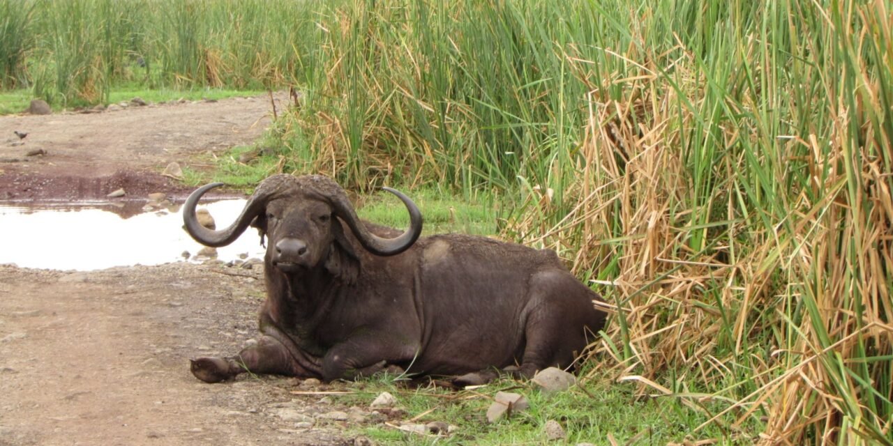 Affordable 4 days Tanzania safari cost and packages 2026-2027