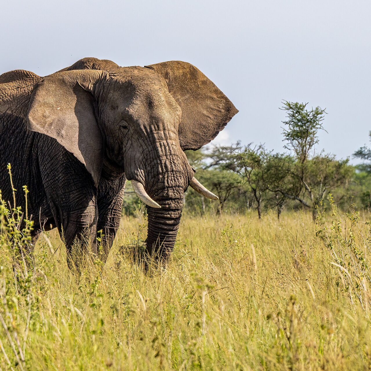 Popular private Serengeti safari best route and price 2026-2027