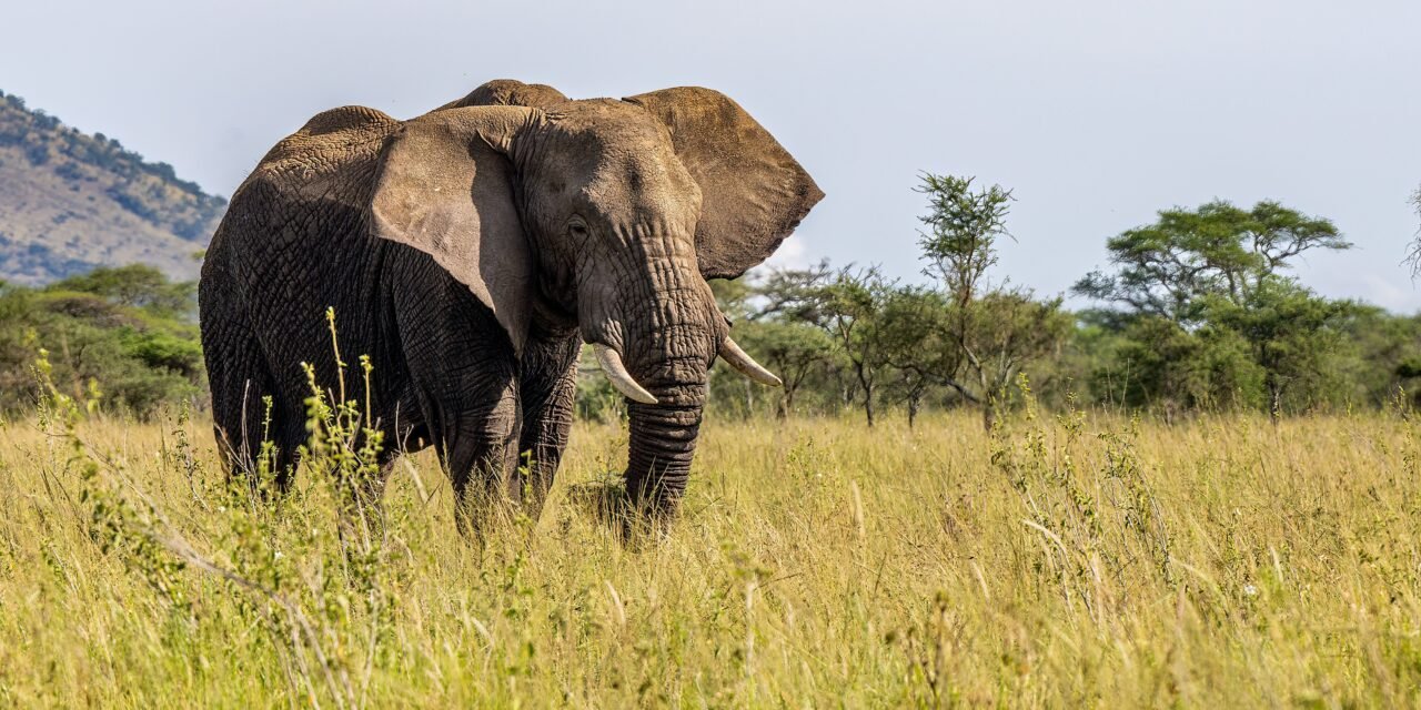 Group Sharing Saadani Safari From Zanzibar: Best Guide 2026-2027-2028