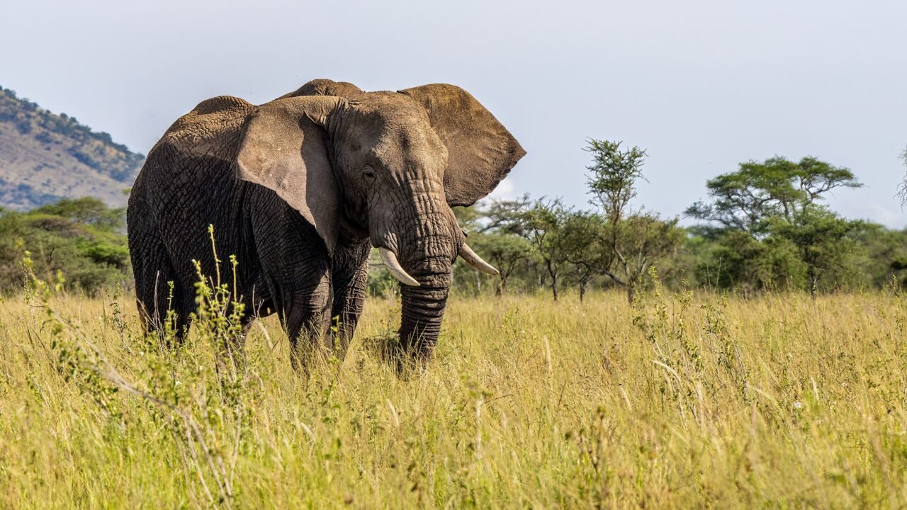 Affordable Saadani Safari From Zanzibar: Best Guide 2026-2027-2028