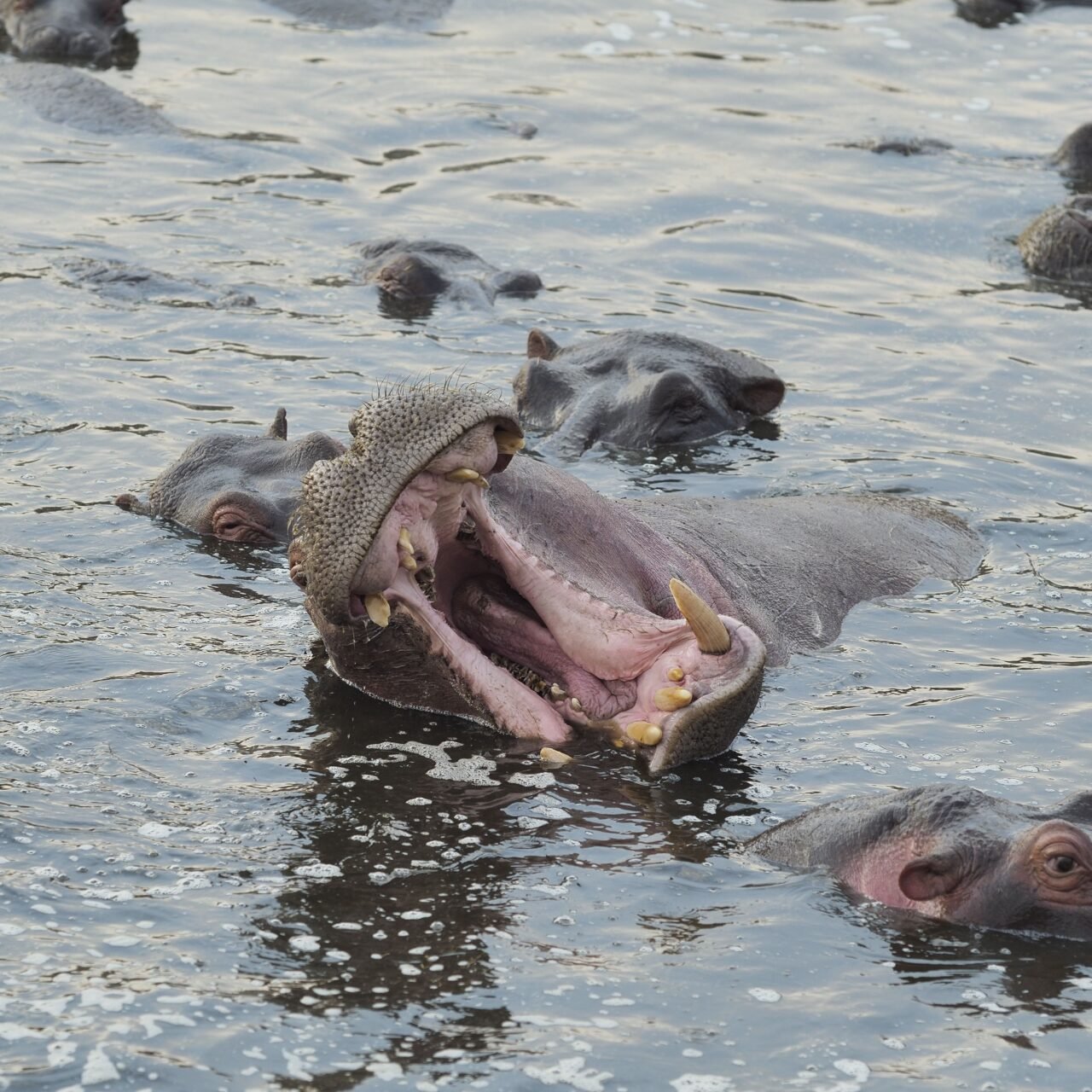 Ngorongoro Highlands and Crater Safari - Book Wildlife, Culture and Scenic Views