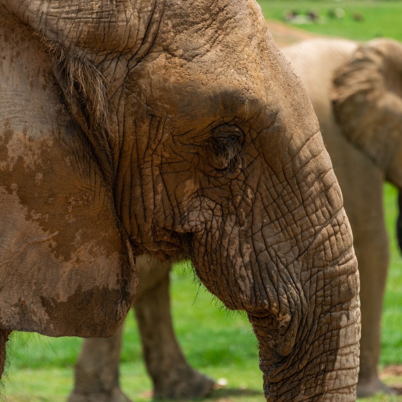 Tarangire Family Safari - Book Safe Private Wildlife Adventure with Local Guide