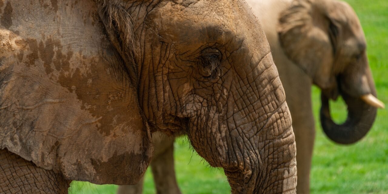 Tarangire Family Safari – Book Safe Private Wildlife Adventure with Local Guide