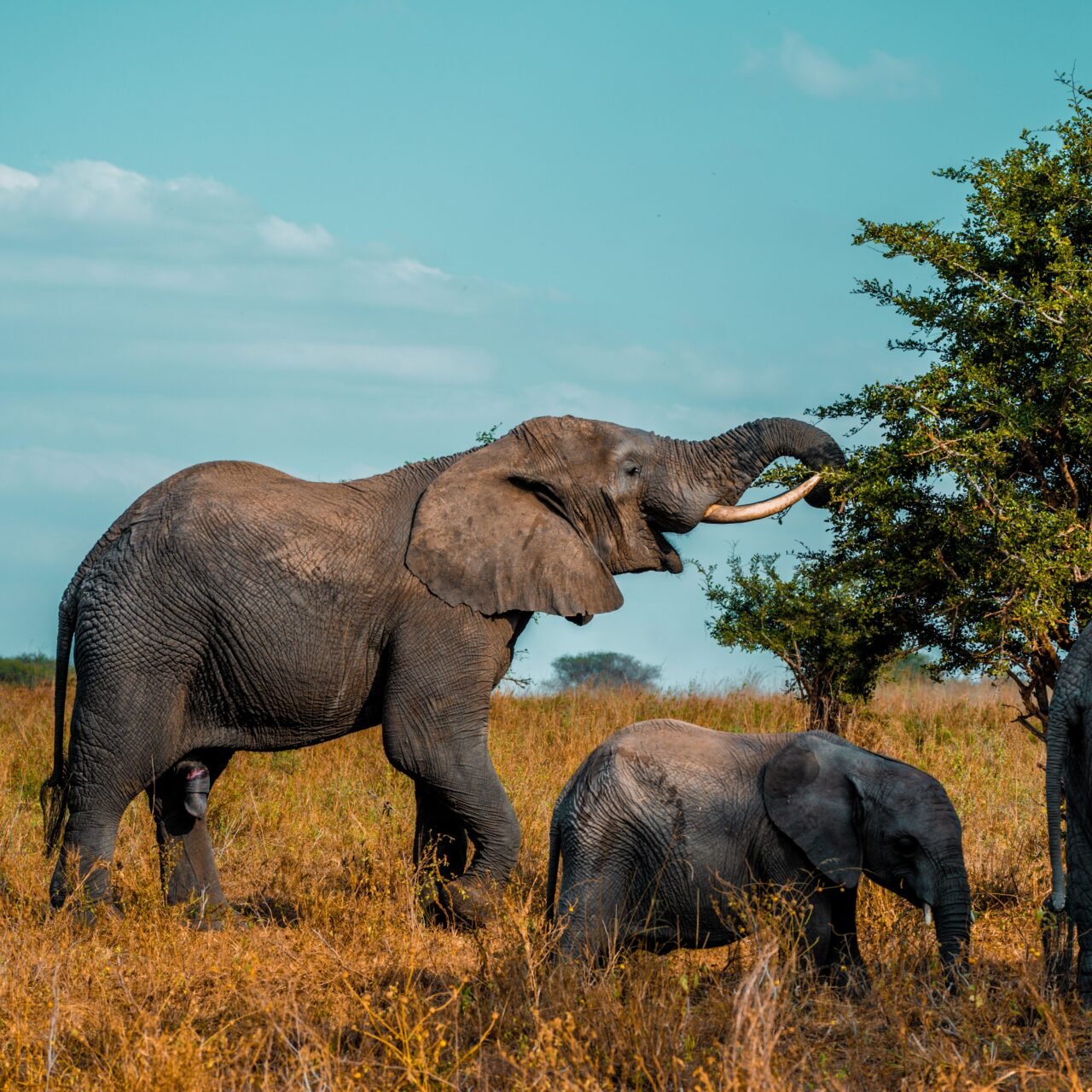 Tarangire Elephant Safari - Book Tanzania's Best Elephant Wildlife Tour