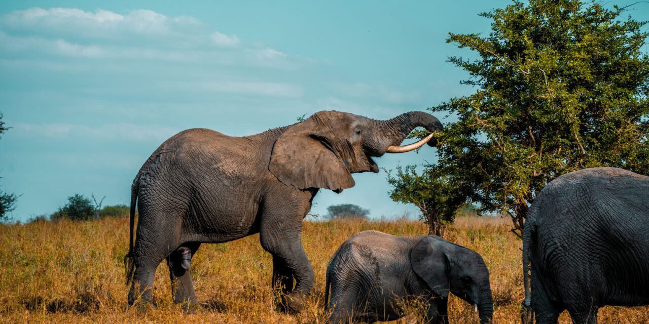 Tarangire Elephant Safari – Book Tanzania’s Best Elephant Wildlife Tour