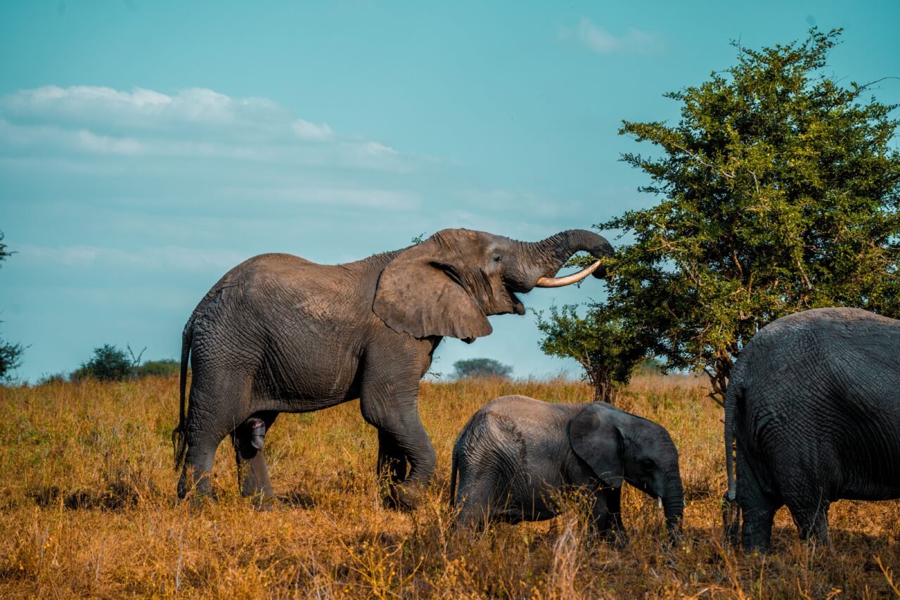3 Day Joining Safari Group Departures From Moshi: Your Quick Tanzania