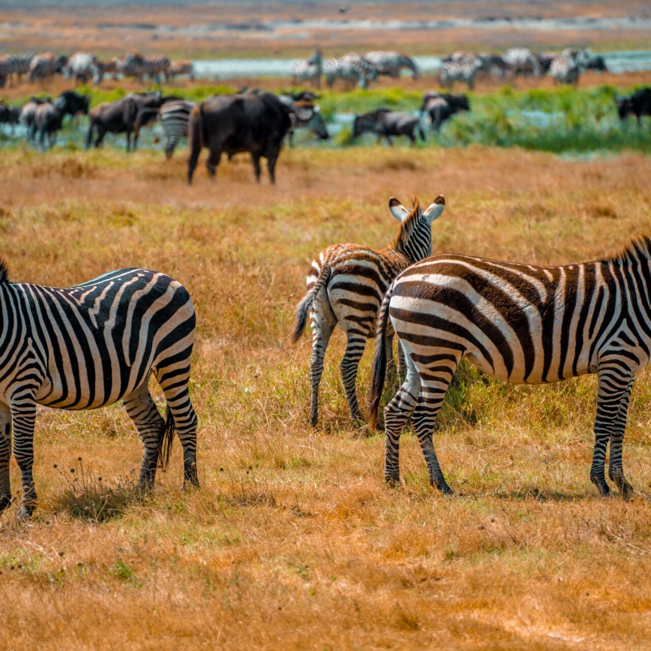 Best 2 days Serengeti safari from Arusha itinerary and price 2026-2027