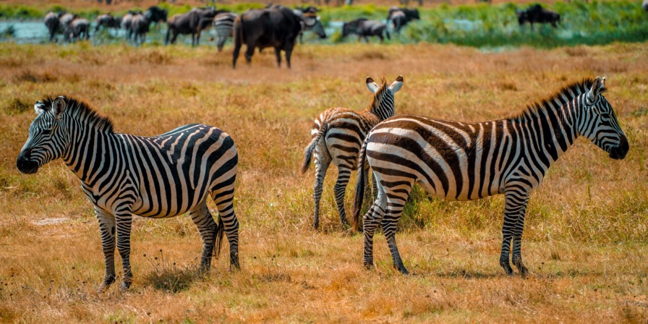 Best 2 days Serengeti safari from Arusha itinerary and price 2026-2027