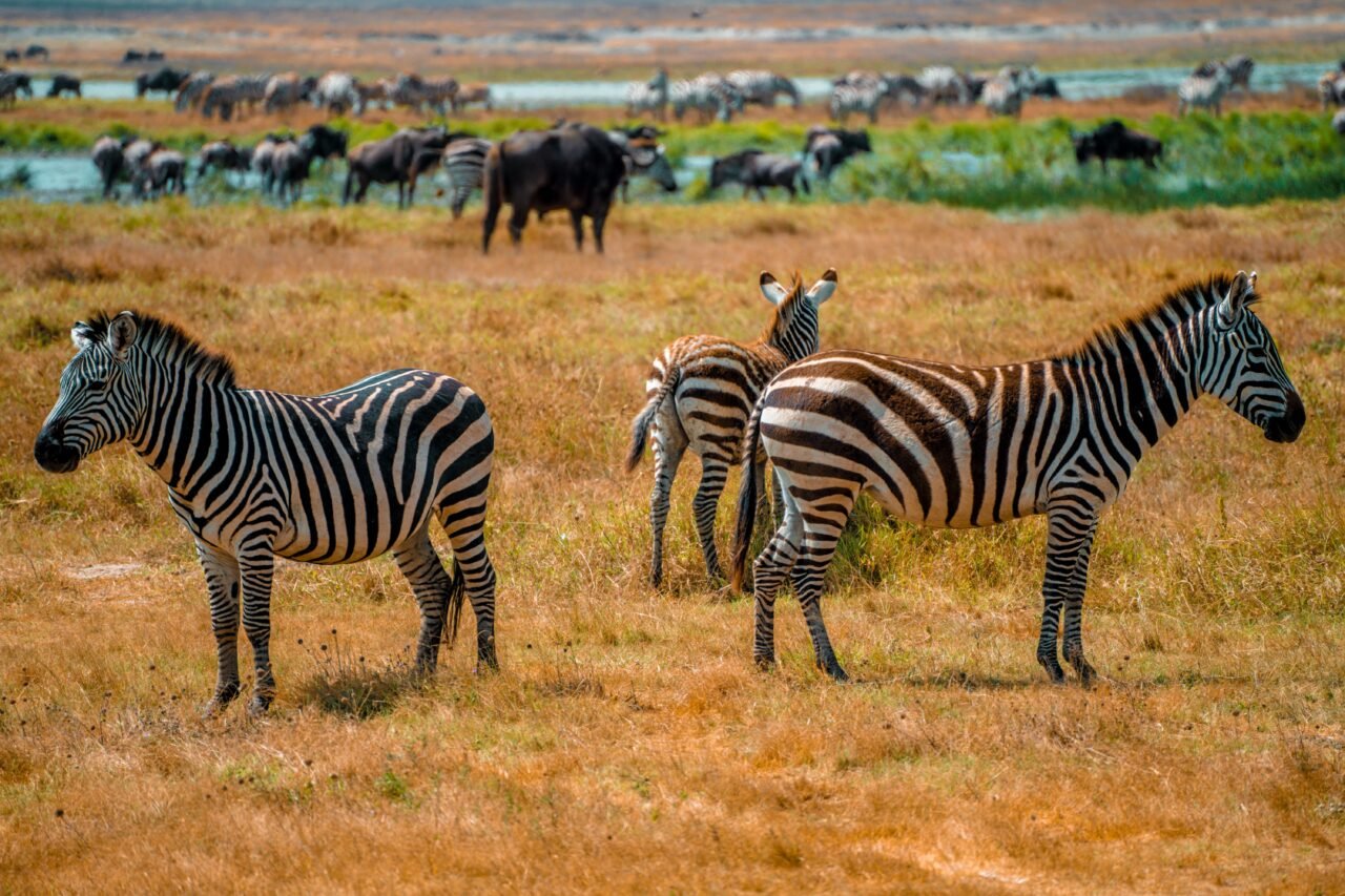 Book 4 Days Serengeti Safari From Moshi + Price: Best Guide 2026-2027-2028
