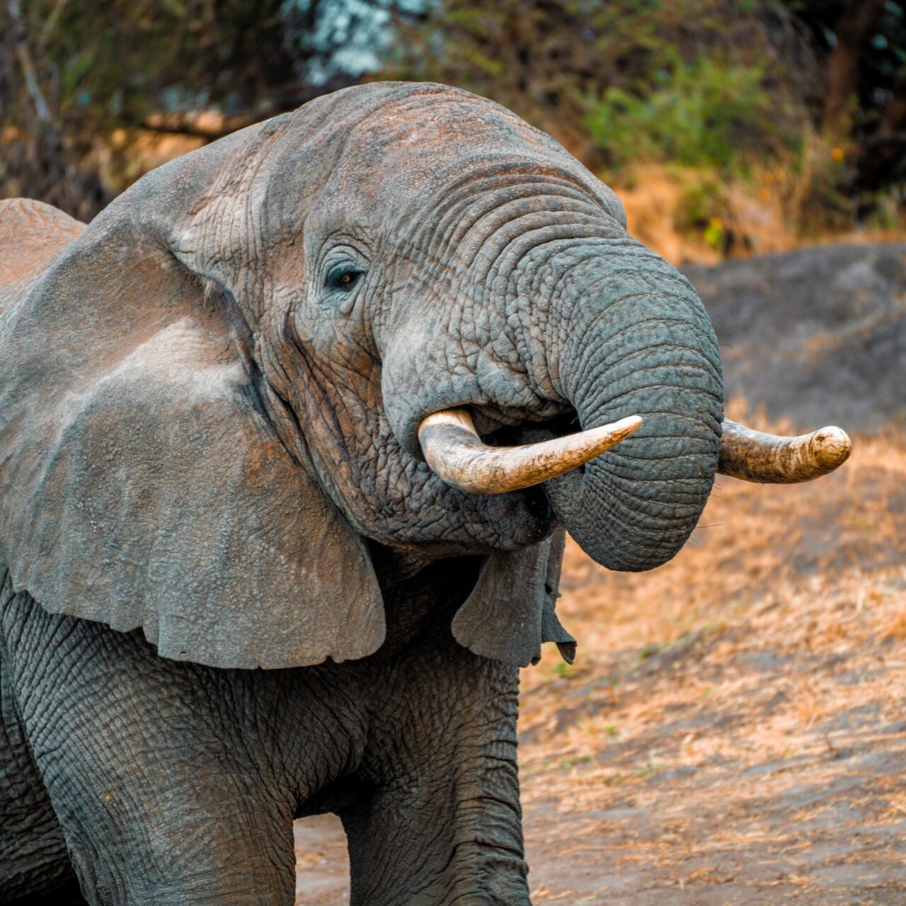 Tarangire Luxury Safari - Book Premium Lodge Safari in Northern Tanzania