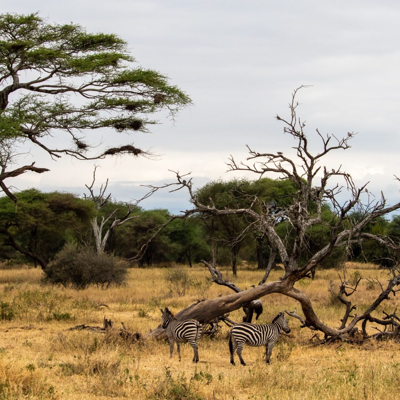 1 Day Tarangire Safari from Arusha - Book Elephant and Baobab Wildlife Tour