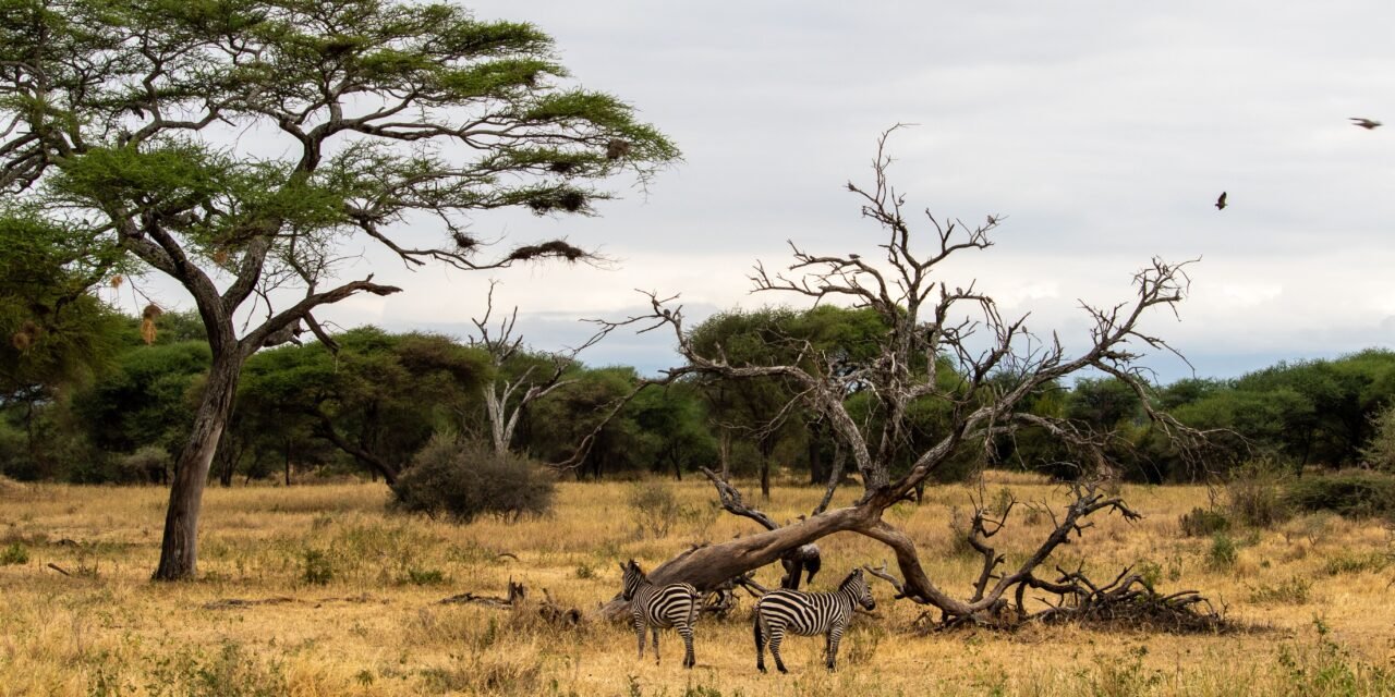 1 Day Tarangire Safari from Arusha – Book Elephant and Baobab Wildlife Tour