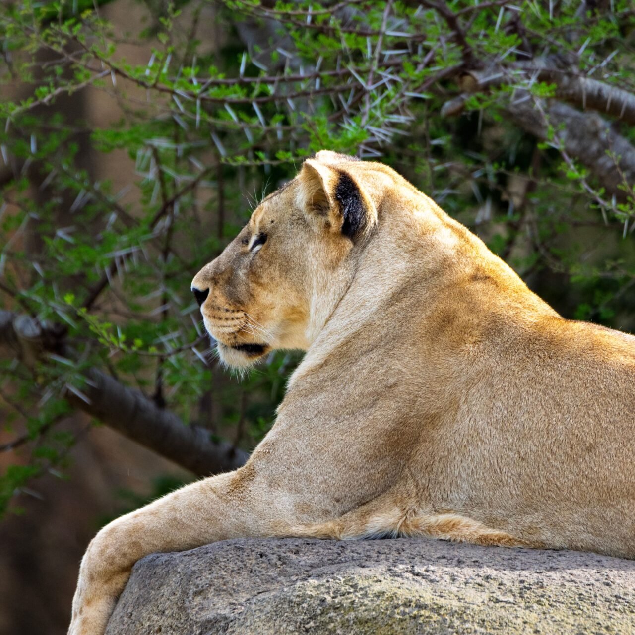 Top Rated 8 days Serengeti migration safari budget package deals 2026-2027