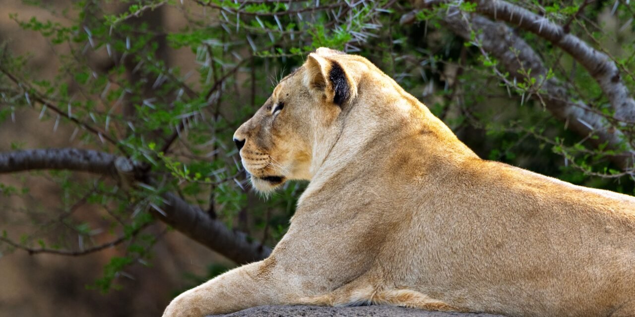 Best 3 Days Serengeti Safari From Moshi + Price: Guide 2026-2027-2028