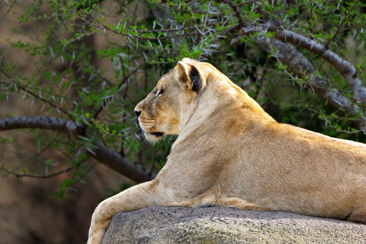 Best 3 Days Serengeti Safari From Moshi + Price: Guide 2026-2027-2028