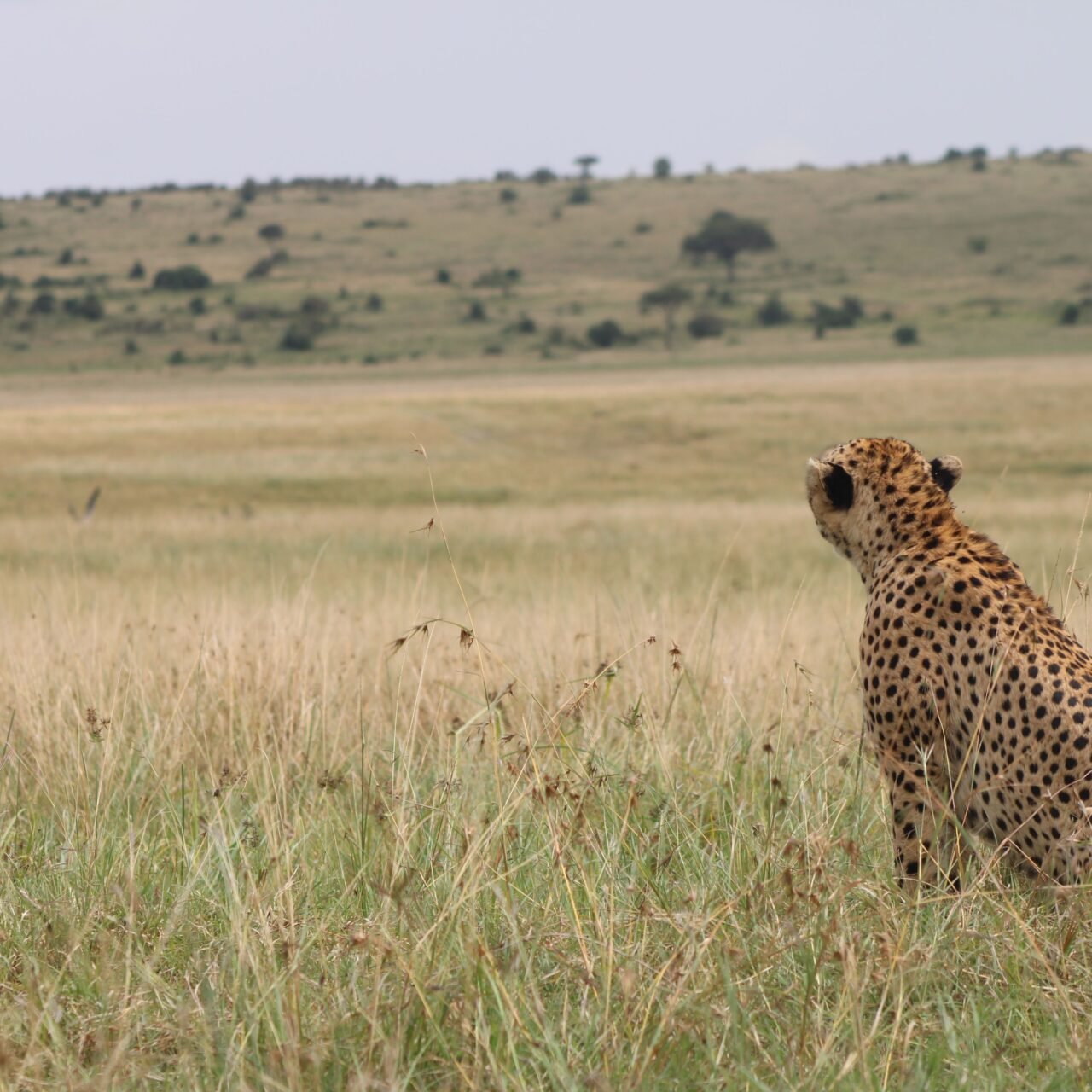 Private 5 days Serengeti safari private safari package 2026-2027