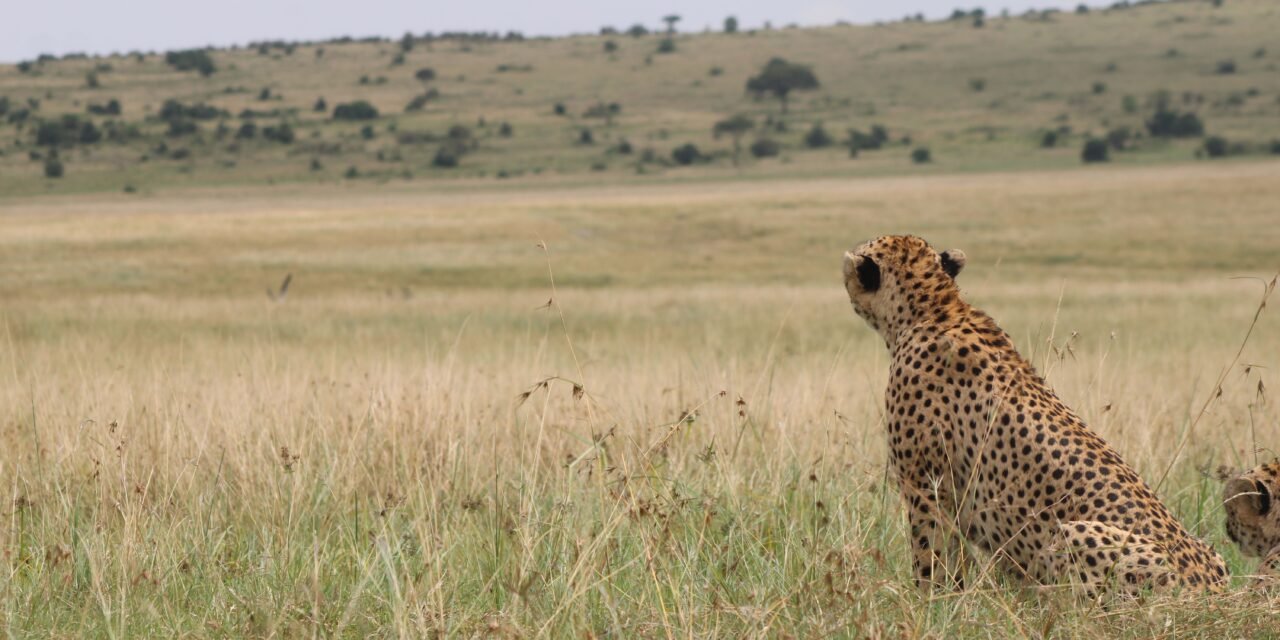 Private 5 days Serengeti safari private safari package 2026-2027