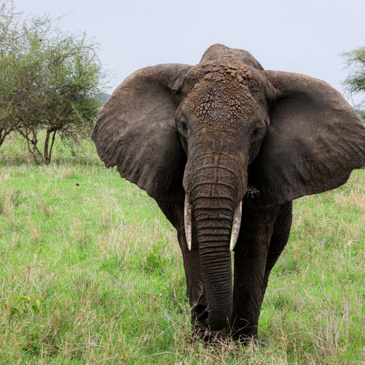 Ngorongoro Crater Private Safari - Book Flexible Big Five Day Tour