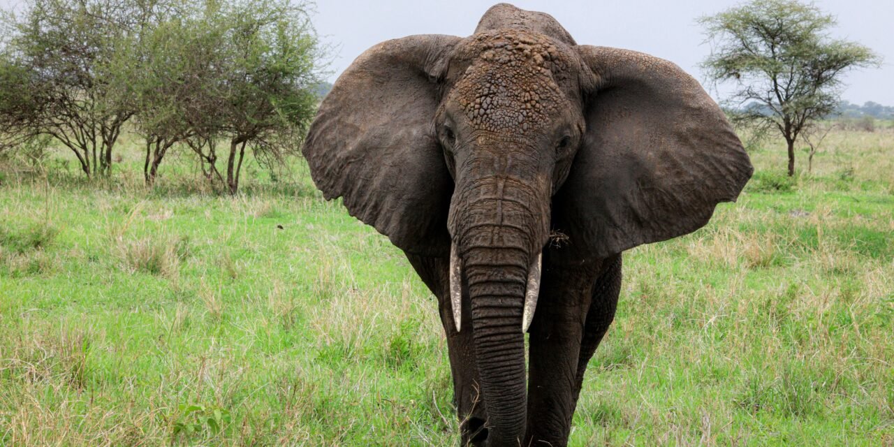 Ngorongoro Crater Private Safari – Book Flexible Big Five Day Tour