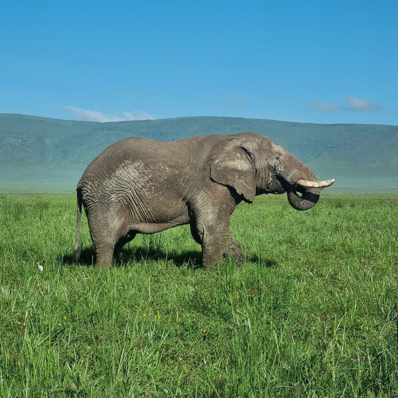 3 Days Tarangire, Ngorongoro and Lake Manyara Safari - Book Wildlife Adventure