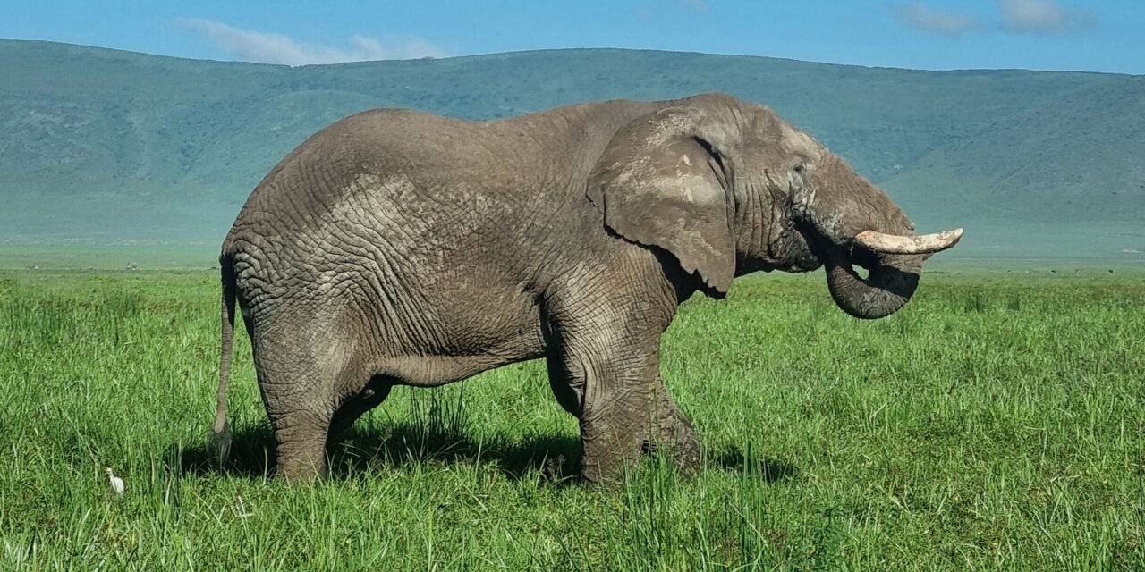 3 Days Tarangire, Ngorongoro and Lake Manyara Safari – Book Wildlife Adventure