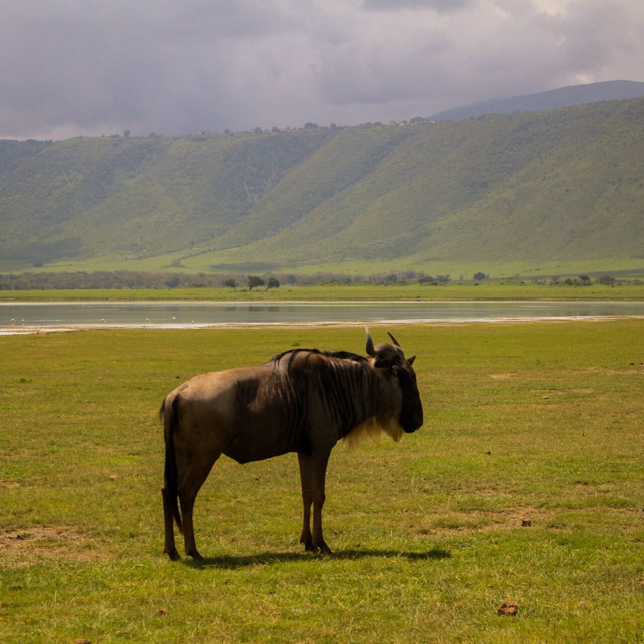 Ngorongoro Crater Luxury Safari - Book Premium Wildlife Experience in Tanzania