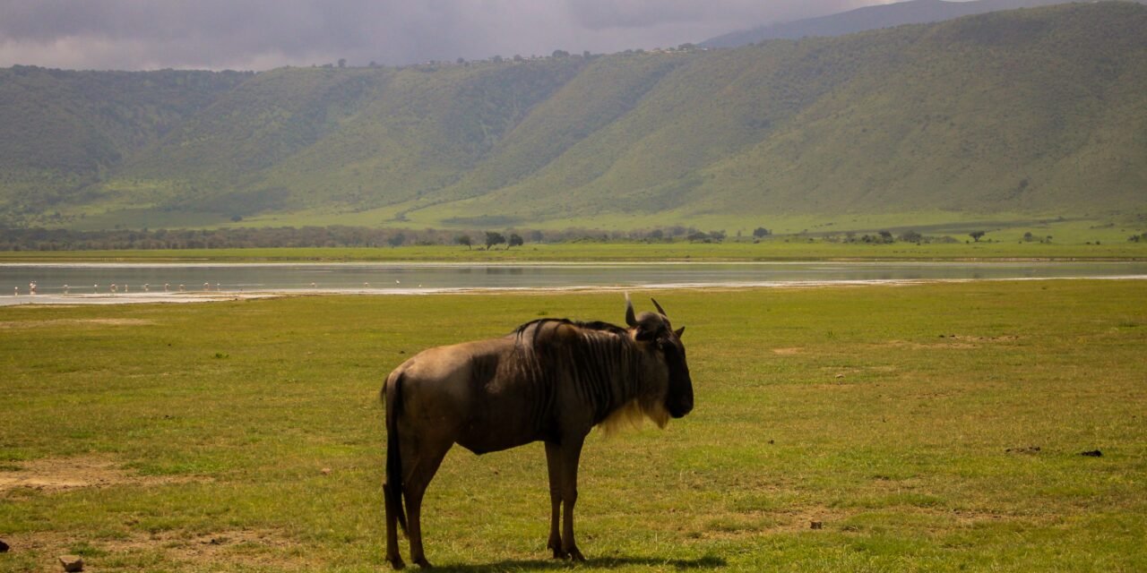 Ngorongoro Crater Luxury Safari – Book Premium Wildlife Experience in Tanzania