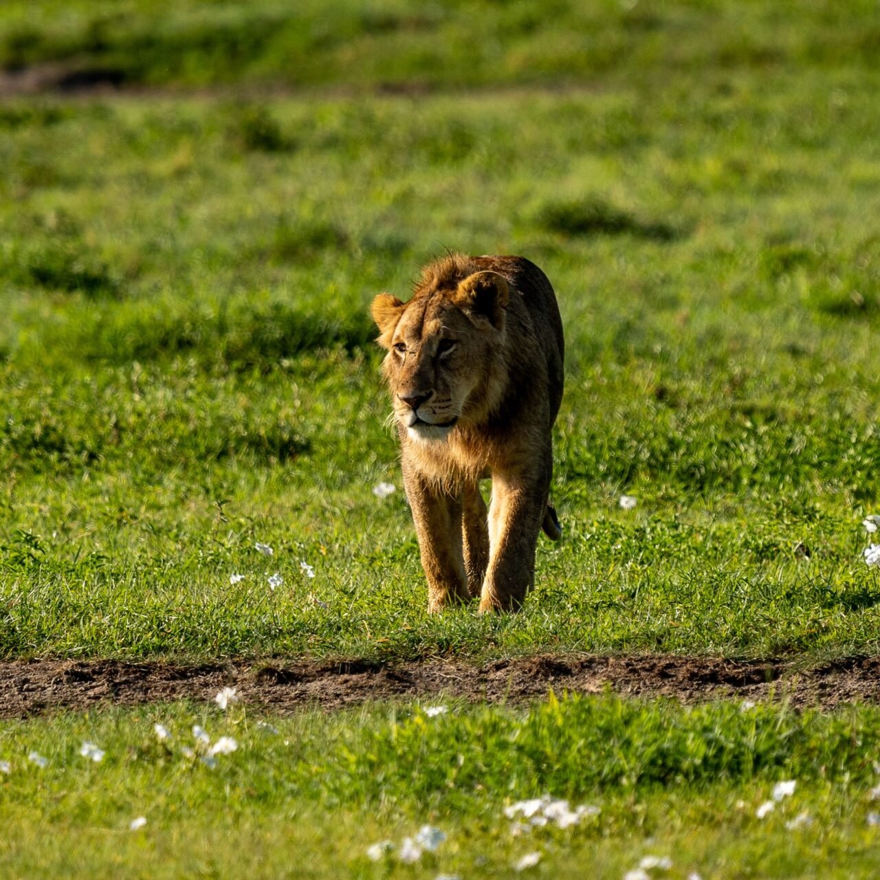 Affordable 2 days Ngorongoro and Tarangire safari cost and packages 2026-2027