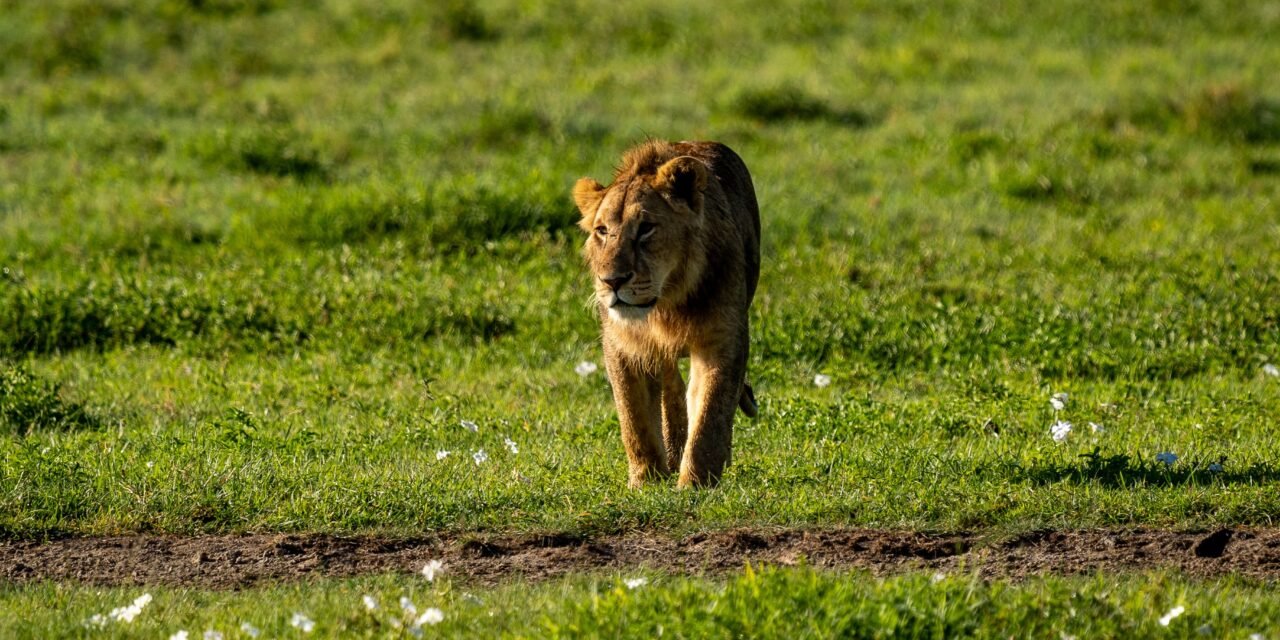 Affordable 2 days Ngorongoro and Tarangire safari cost and packages 2026-2027