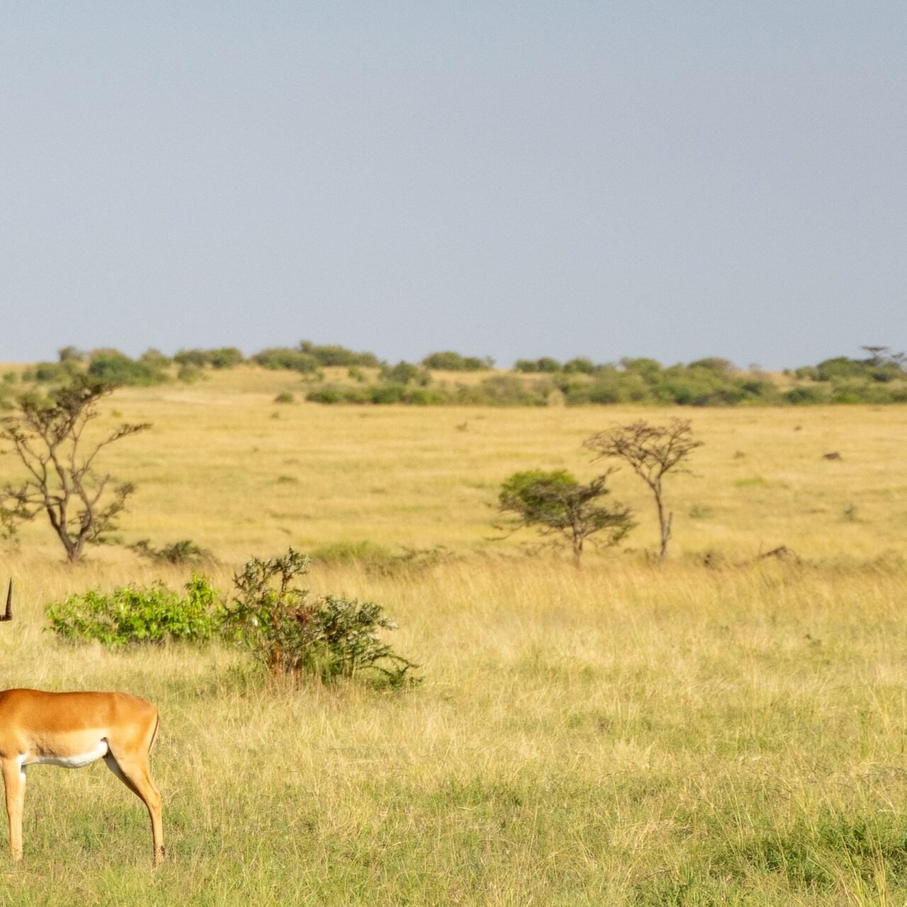 Luxury 4 days Serengeti and Ngorongoro safari booking guide and best time 2026-2027