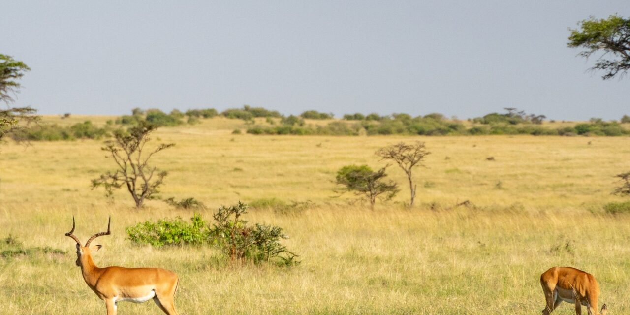Luxury 4 days Serengeti and Ngorongoro safari booking guide and best time 2026-2027