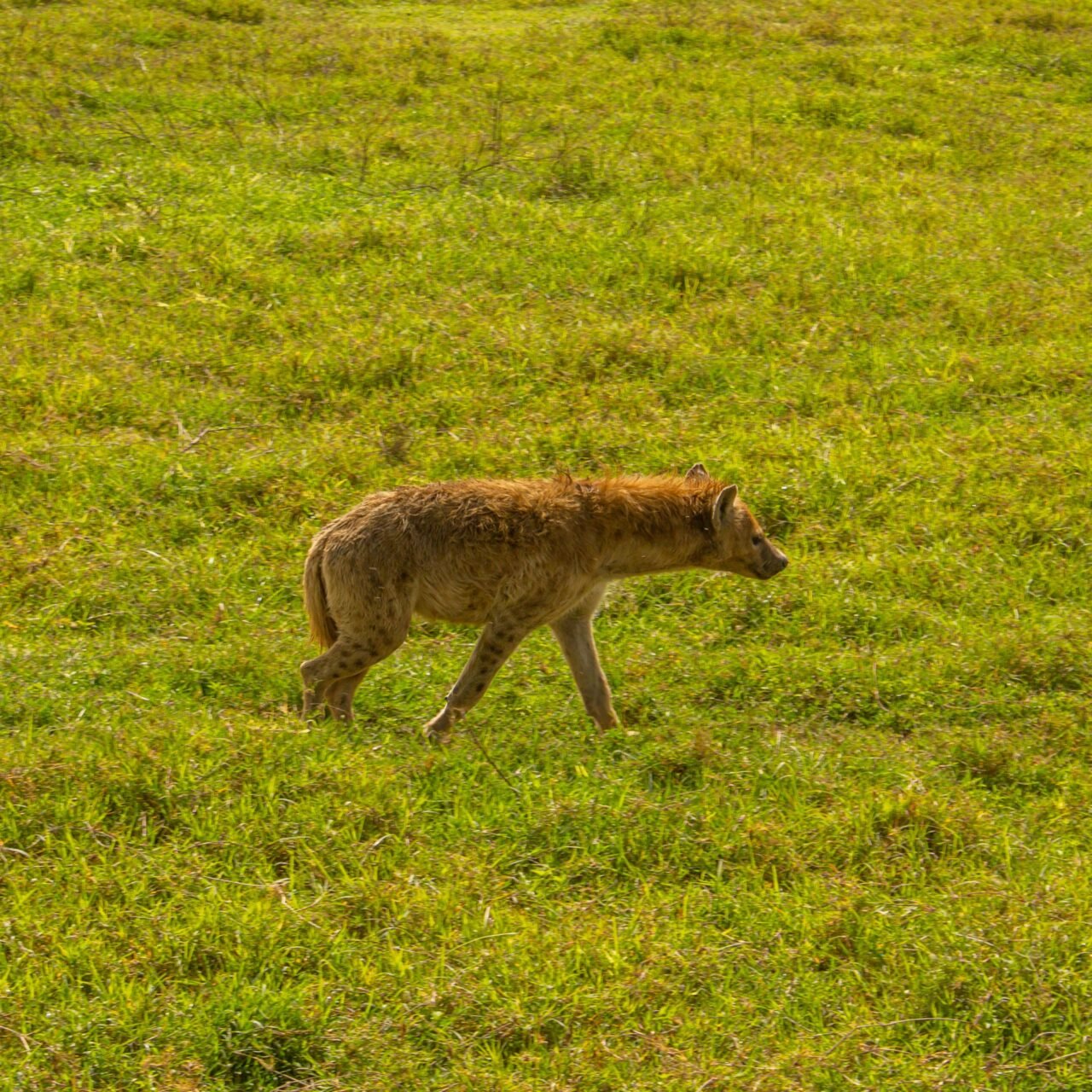 Best 1 day Ngorongoro Crater safari from Arusha itinerary and price 2026-2027