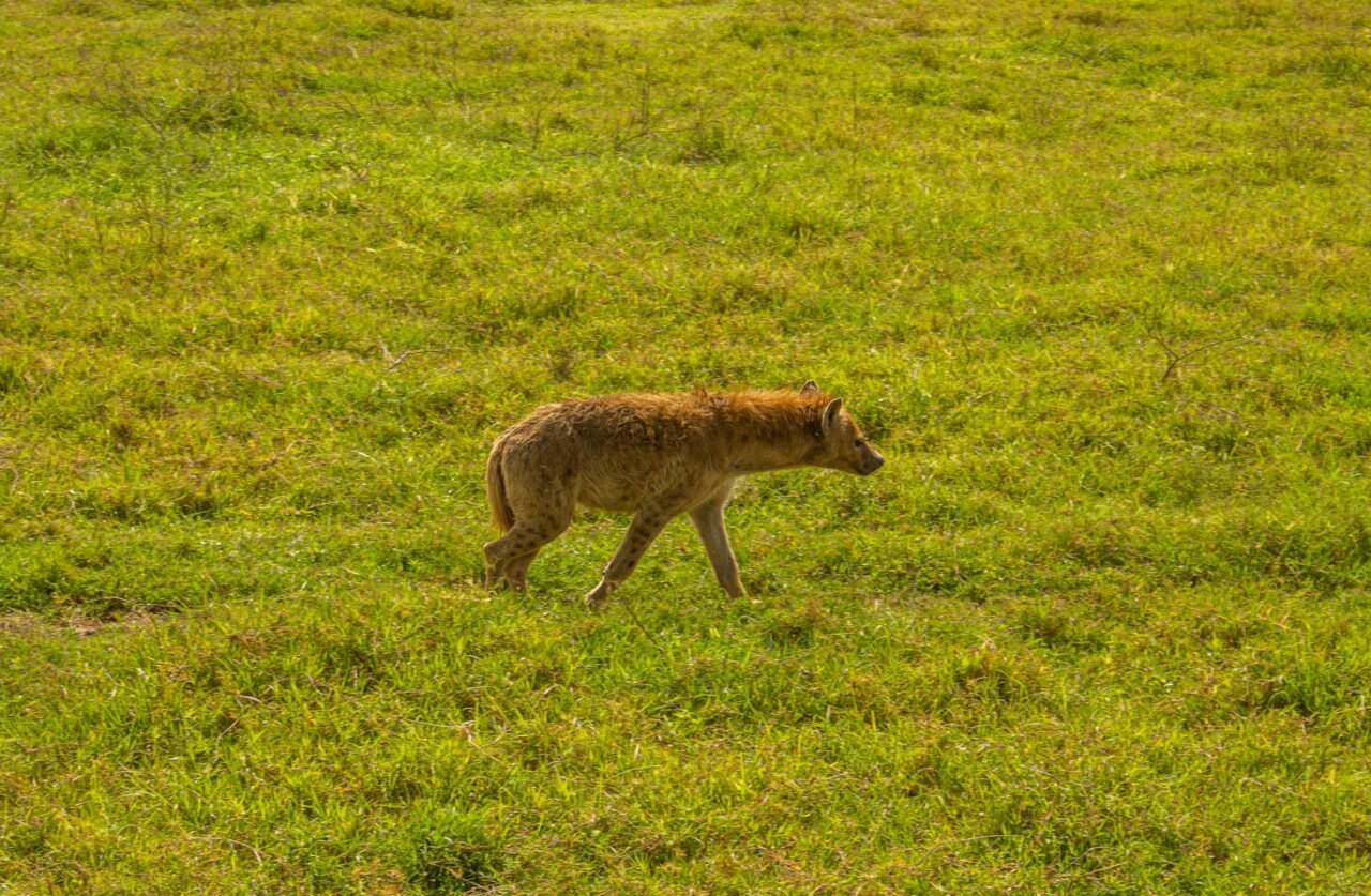 Private Saadani Safari From Zanzibar: Best Guide 2026-2027-2028