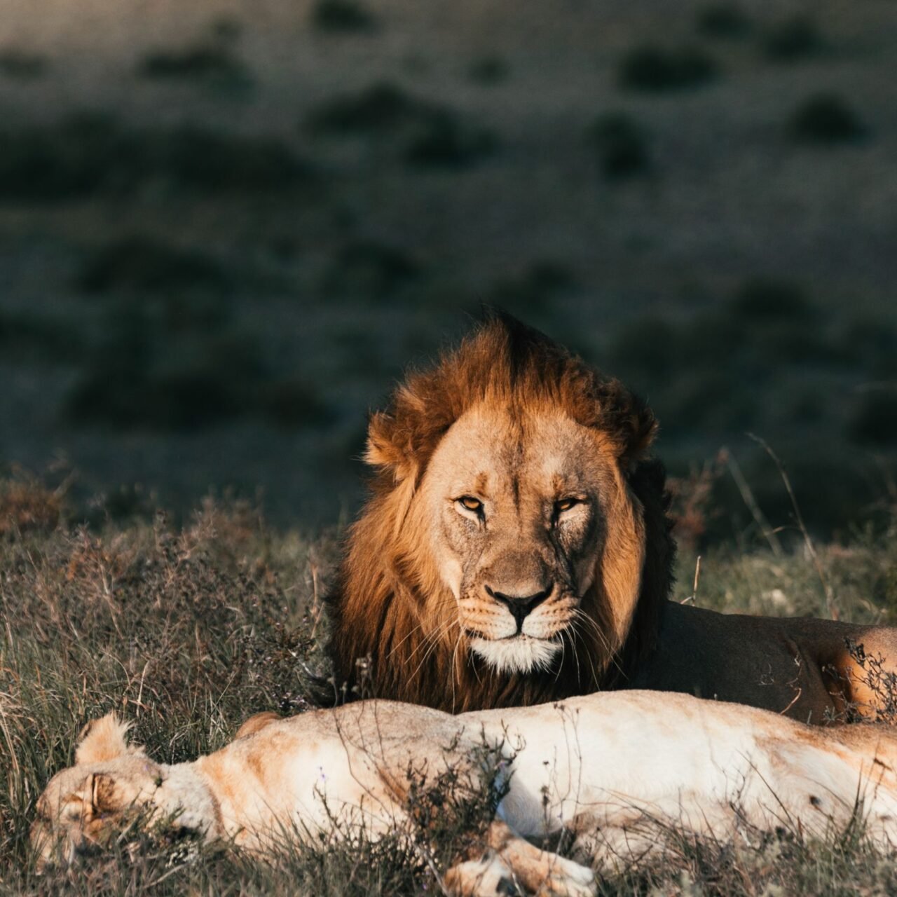 8 Days Serengeti Migration Safari - Book River Crossing or Calving Season Adventure