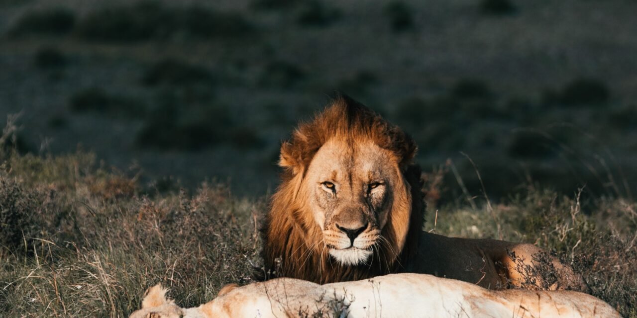 8 Days Serengeti Migration Safari – Book River Crossing or Calving Season Adventure