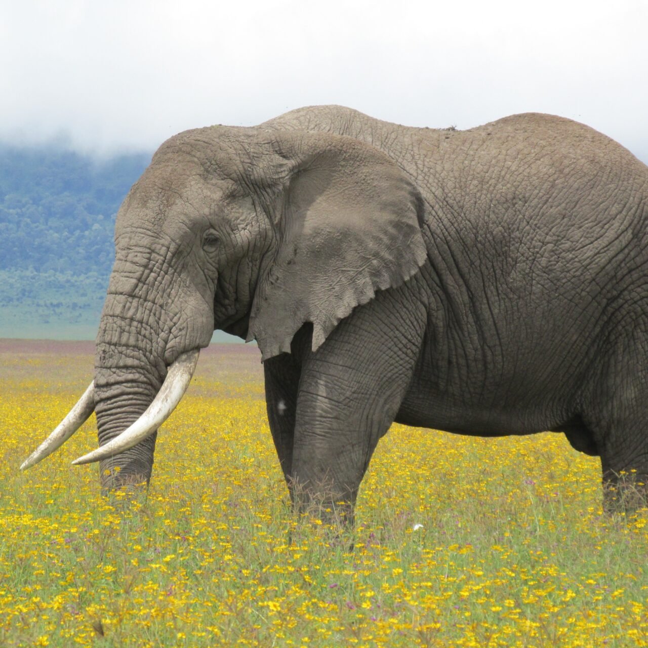 Ngorongoro Crater Family Safari - Book Safe and Easy Wildlife Adventure