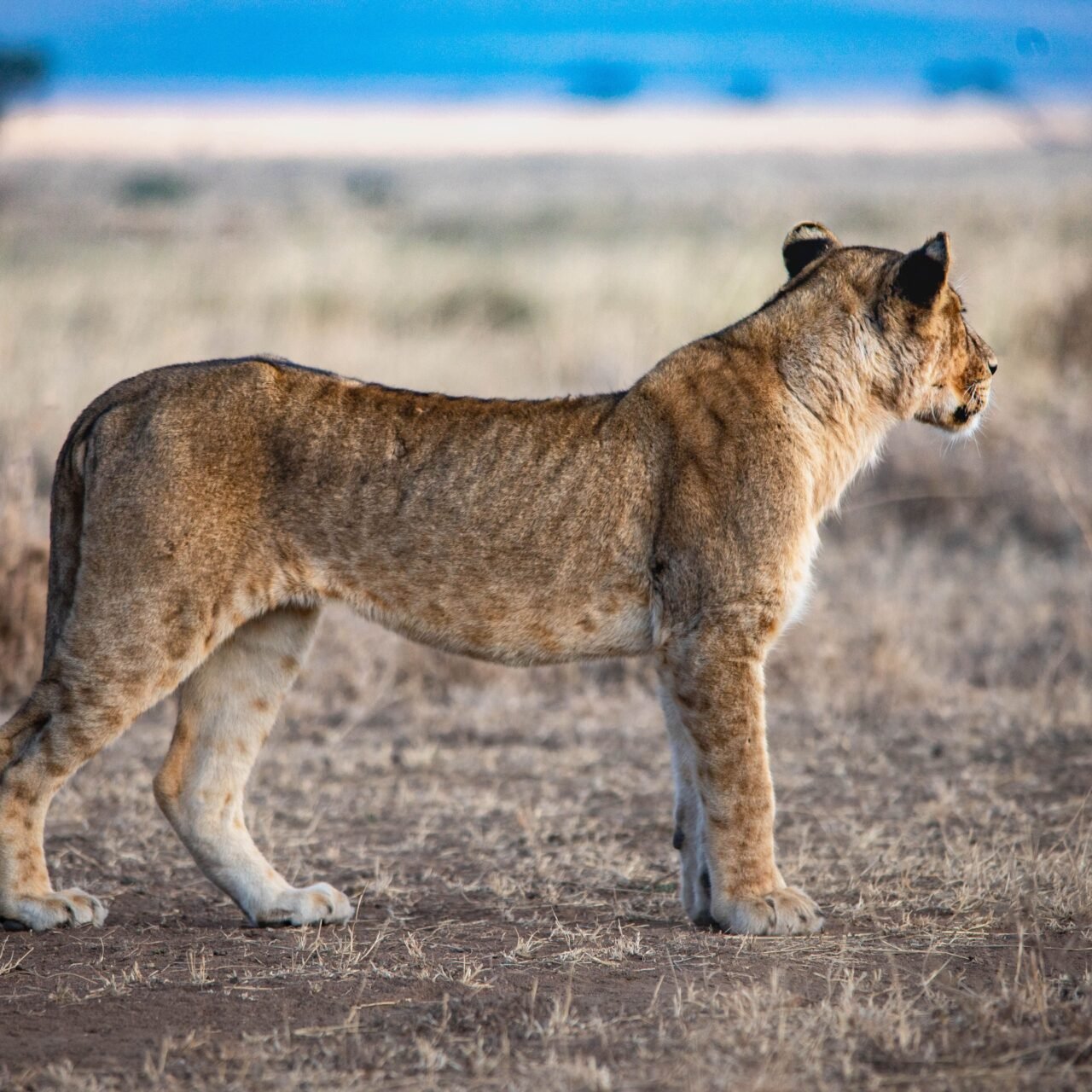Complete luxury Serengeti safari family safari cost 2026-2027