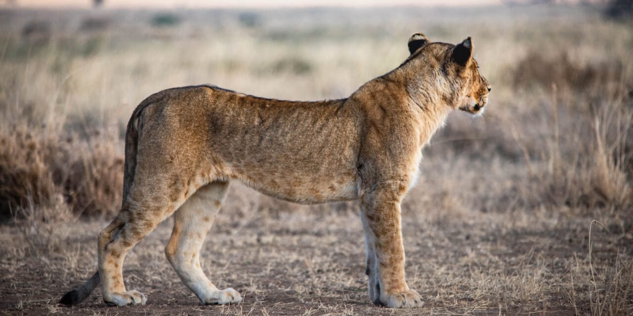 Complete luxury Serengeti safari family safari cost 2026-2027