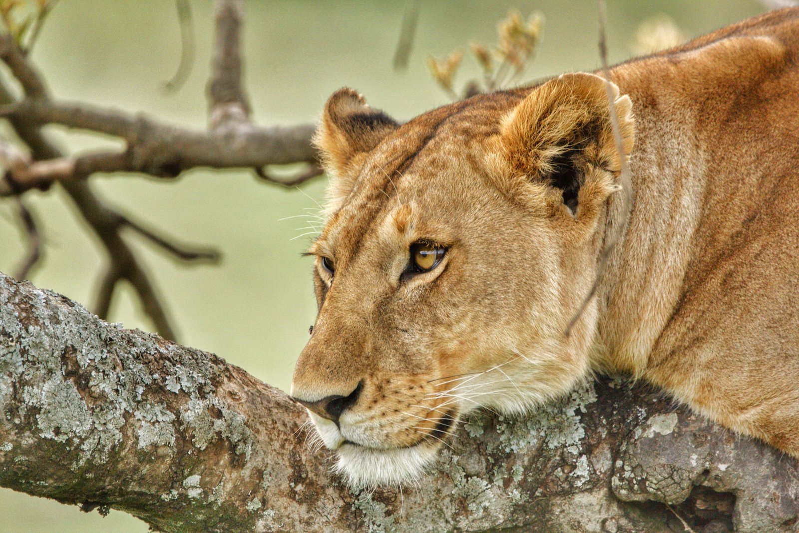 5 Days Serengeti Safari – Book Classic Wildlife and Big Cats Experience