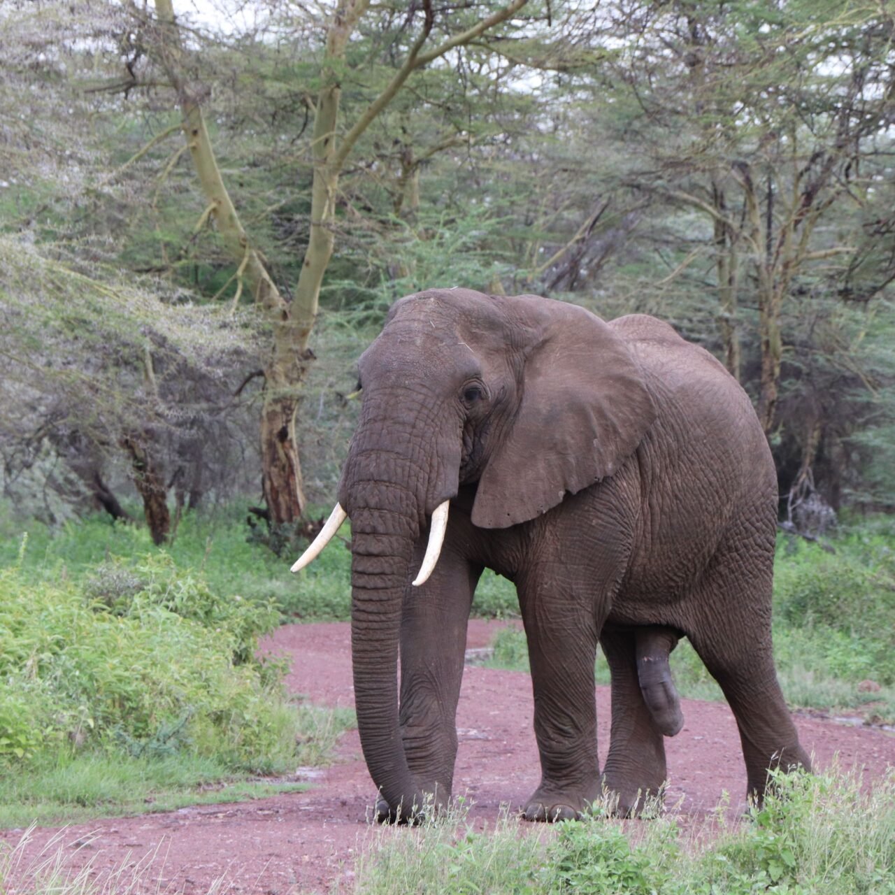 Group Joining Ngorongoro Crater private safari group joining price 2026-2027